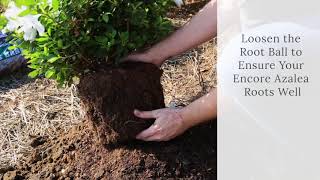 How To Plant Encore Azaleas [upl. by Leirea329]