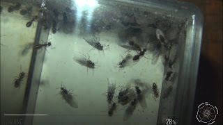 Lasius niger  Invasion de mâles [upl. by Llezom]