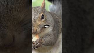 Why Squirrels Are Smarter Than You Think shorts squirel [upl. by Darahs]