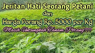 JERITAN HATI PETANI amp HARGA PORANG Rp 5000 [upl. by Gilberte843]