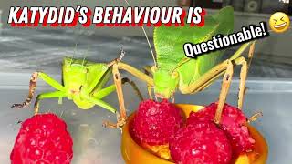 Do Giants Hooded Katydids bite Let’s feed them and find out [upl. by Ahsinrat]