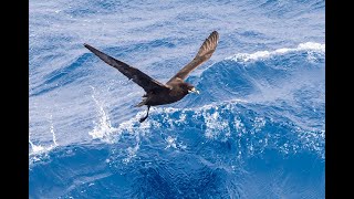 Petrels in flight on the Flock to Marion 2022 Mouse free Marion Southern Ocean Marion Island [upl. by Arais]