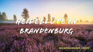 Fotografieren in der Reicherskreuzer Heide [upl. by Kele]