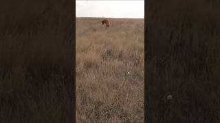 Rattlesnake LUNGES at Dog labrador birddog snake uplandhunting montana [upl. by Ednihek]