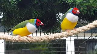 Gouldamadine in volière Gouldian Finches outside aviary [upl. by Ludeman]