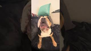 Non stop woofing bulldog bulldogslove dog [upl. by Cedar]