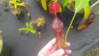 Species Spotlight Nepenthes copelandii [upl. by Aigil]