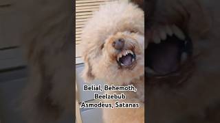 Belial Behemoth BeelzebubAsmodeus Satanas cute dog youtubeshorts funnyvideo [upl. by Crifasi]