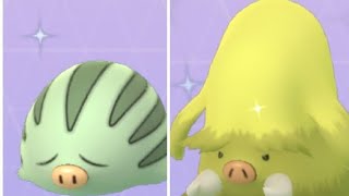 Shiny Swinub Evolution into Shiny Piloswine [upl. by Eirot]