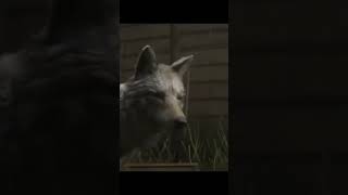 COYOTE LAITEUX ANIMAL LEGENDAIRE NATURALISTE RED DEAD ONLINE [upl. by Hitchcock]