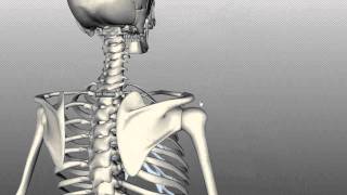 Scapula and Clavicle  Shoulder Girdle  Anatomy Tutorial [upl. by Aisemaj]