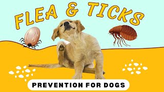 Best Dog Flea And Tick Spray  Vet Recommended [upl. by Acisej]