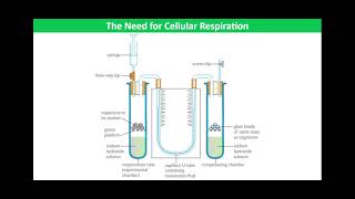 Practical Investigations into Factors Affecting the Rate of Respiration [upl. by Rola203]