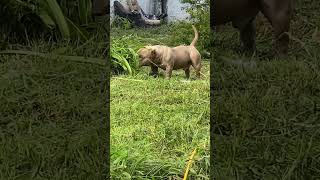 American bully Micro 10 meses [upl. by Lachance]