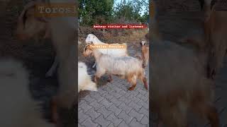 Toroslar Keçiler Tekeler keçiler teke keçi toroslar goat goats [upl. by Asirac]