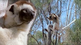 Sifaka Lemurs Jumping Around  Attenborough  BBC Earth [upl. by Aneekahs]