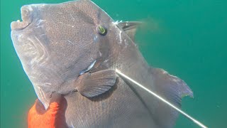 SPEARFISHING MEXICO  World Record Triggerfish [upl. by Aikrehs165]