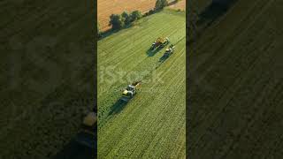 Three modern combine harvesters and tractor with trailer collects string beans [upl. by Ehcsrop]