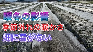 これからどうなる！暖冬の影響で冬なのに雪がない [upl. by Lewis]