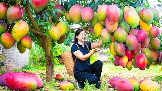 Harvesting Mango amp Goes To Market Sell  Gardening And Cooking  Lý Tiểu Vân [upl. by Aitetel]