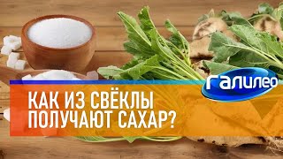 Галилео 🍬 Как из свёклы получают сахар [upl. by Ayetal491]