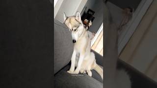 Huskies are pro at saying NO🤣 The Most Dramatic Huskies  Normal dogs vs Huskies 🤣 husky shorts [upl. by Noli144]