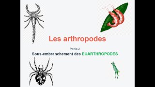 faunistique s4  les arthropodes partie 2 شرح بالعربية [upl. by Aztirak]