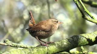 Vroege Vogels  Winterkoning [upl. by Leuqram]