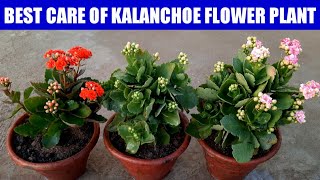 Care Of Kalanchoe Flower Plant  Grow Kalanchoe  How To Grow N Care Kalanchoe Plant  Kalanchoe [upl. by Sher]