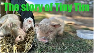 The Story of Tiny Tim [upl. by Aneek107]