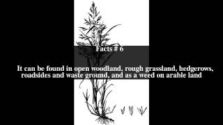 Agrostis gigantea Top  9 Facts [upl. by Surovy]