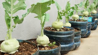 Growing kohlrabi in plastic bottles for big tubers and a unique way of harvesting [upl. by Asabi]