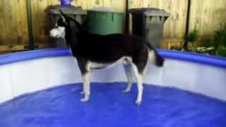 Mister Husky Nanuk badet in seinem Pool  Das erste Mal [upl. by Buffo]