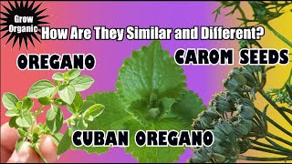 The Similarities amp Differences Among Oregano Cuban Oregano amp Carom Seeds [upl. by Sidman]