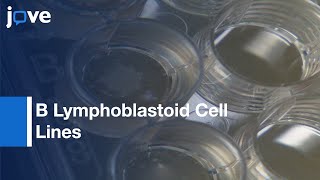 B Lymphoblastoid Cell Lines Establishment by RBC Lysis Protocol Preview [upl. by Borlow853]