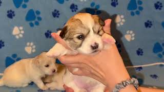 Coton de Tulear Puppies For Sale  Sandy 11124 [upl. by Iand]