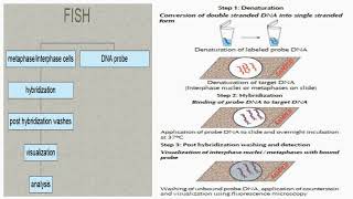 FISH Technique Steps Procedures [upl. by Novyad]