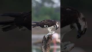 How an Osprey Hunts Fish Nature Documentary [upl. by Ahsekram]