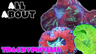 All About The Trachyphllia Open Brain Coral [upl. by Balduin26]