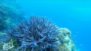 What is coral bleaching Can it be fixed [upl. by Debarath708]