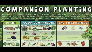 What is Companion Planting Food Forest Examples [upl. by Georglana]