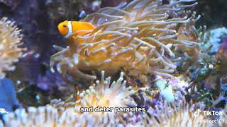 Evolution of AnemoneFish Mutualism [upl. by Julina]