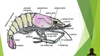 External Morphology of Palaemon or Prawn [upl. by Lian]