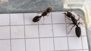 Crematogaster depressa Nigeria vs Solenopsis geminata Ecuador 27042024 [upl. by Maren913]