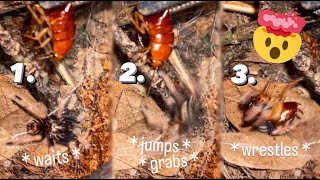 Feeding AGGRESSIVE baby TARANTULAS with GIANT MEALS [upl. by Carothers]