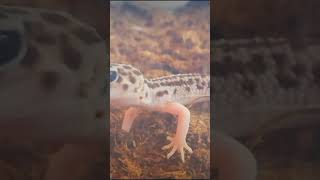 Geco Leopardino adorabile  Leopard Gecko adorable reptiles exotic gecko animals curios cute [upl. by Mckeon]