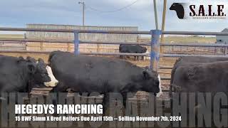 HEGEDYS RANCHING 15 BWF Simm X Bred Heifers Due April 15th [upl. by Schlesinger651]