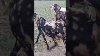 Machhalishahar goat farm ki new loat bakari for sell music song viral trending bollywood [upl. by Ulrikaumeko]