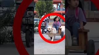 Wat Doet Deze Hond🥹 viraal voorjou nederlands shorts shortvideo trending [upl. by Flight]