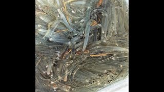 Whitebait fishing in Taranaki New Zealand August 2017 [upl. by Daffodil]